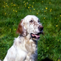 Picture of english setter head and shoulder 
