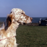 Picture of english setter, head study