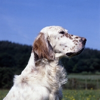 Picture of english setter head study