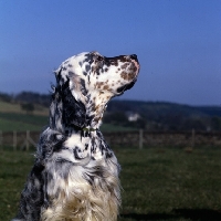 Picture of english setter, head study