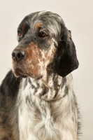 Picture of English Setter head study