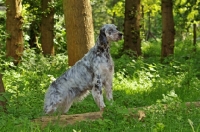 Picture of English Setter in forest