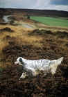Picture of english setter in heather on moorland