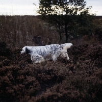 Picture of english setter in heather on the hillside