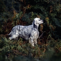 Picture of english setter in woods
