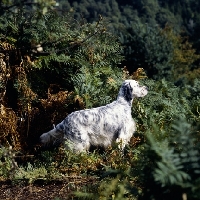 Picture of english setter in woods