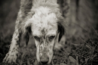 Picture of english setter intensly smelling the ground
