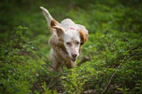 Picture of english setter jumping out of a bush