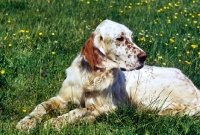 Picture of english setter laying on grass