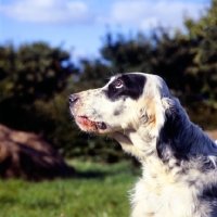 Picture of english setter looking anxious