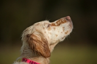 Picture of english setter looking up, mouth closed
