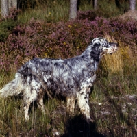 Picture of english setter near heather bushes