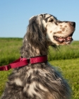 Picture of English Setter on lead