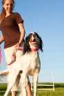 Picture of english setter on lead