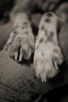 Picture of english setter paws laying on owner's legs
