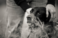 Picture of english setter petted by owner