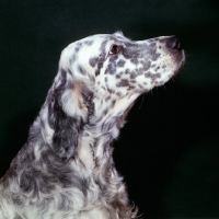 Picture of english setter, portait