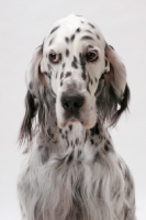 Picture of English Setter portrait (Blue Belton colour), Australian Champion