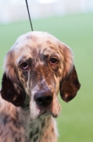 Picture of English Setter portrait in show ring at Crufts.