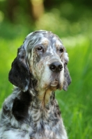 Picture of English Setter portrait