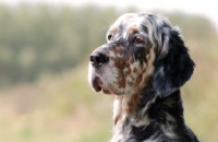 Picture of English Setter portrait