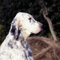 Picture of english setter portrait