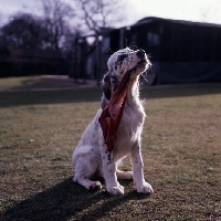 Picture of english setter puppy chewing a piece of cloth