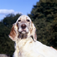 Picture of english setter puppy head and shoulders shot