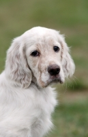 Picture of English Setter puppy, portrait