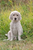 Picture of English Setter puppy, sitting down