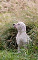 Picture of English Setter puppy
