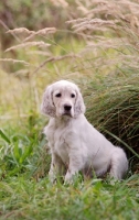 Picture of English Setter puppy