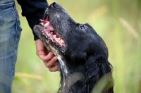 Picture of English Setter resting his head on owner's hand