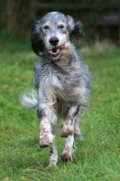 Picture of English Setter running, front view