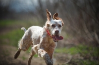 Picture of english setter running with tongue out