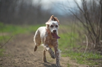 Picture of english setter running with tongue out