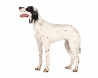 Picture of English Setter, side view
