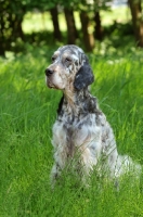 Picture of English Setter sitting in field