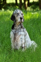 Picture of English Setter sitting on grass
