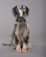Picture of English Setter sitting on grey background
