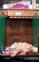 Picture of English Setter sleeping on bench at Crufts 2012