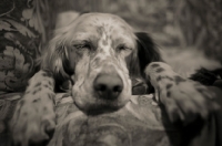 Picture of english setter sleeping on the couch