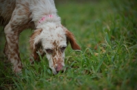 Picture of english setter smelling the ground

