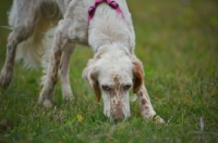 Picture of english setter smelling the ground
