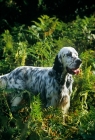 Picture of english setter standing in bracken