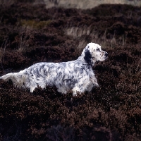 Picture of english setter standing in heather