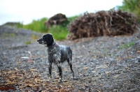 Picture of english setter standing on a rocky beach