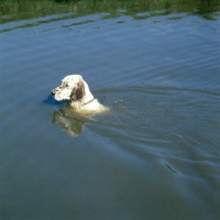 Picture of english setter swimming in lake