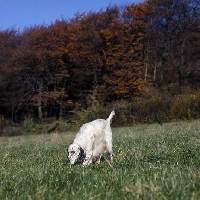 Picture of english setter walking and sniffing on the hillside