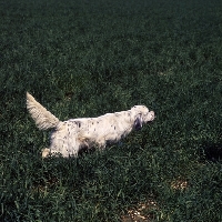 Picture of english setter walking and sniffing in a field